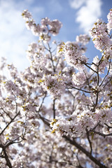 Kirschblüte