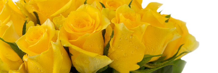 Yellow rose bouquet isolated.