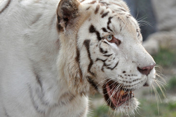 Face to face with white Bengal tiger