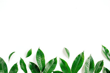 Header. Green leaves on white background. Flat lay, top view. Floral composition