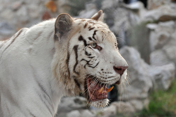 Face to face with white Bengal tiger