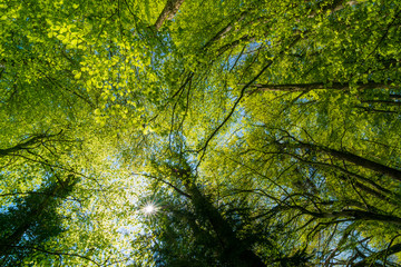 Frühling im einem Wald in Deutschland