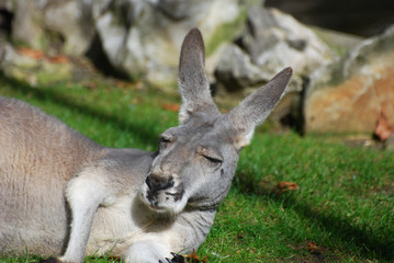 Portrait of a kangaroo, sleeping kangaroo close up