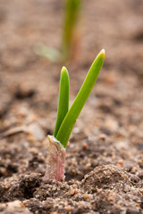 In Spring Garden Growing Young Small Green Garlic Close Up.