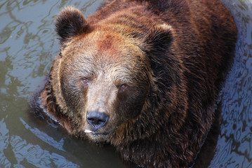 Fototapeta na wymiar Old brown bear Portrait, furious bear, Grizzly Bear 