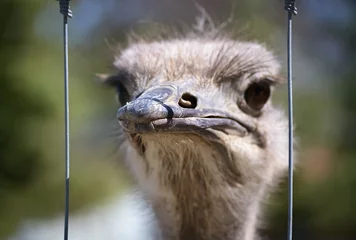 Cercles muraux Autruche Head of an ostrich