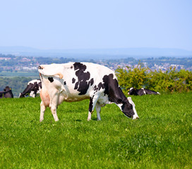 Vache Holstein paissant au pâturage en Angleterre
