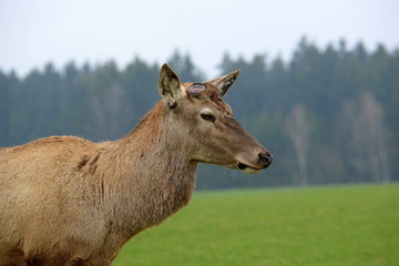 depressiver Rothirsch, männlicher Rothirsch im Frühling kurz nach Abwurf der Geweihstangen, Portrait mit seltsamen Gesichtsausdruck