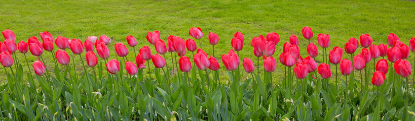 Fototapeta premium Pink tulips background.