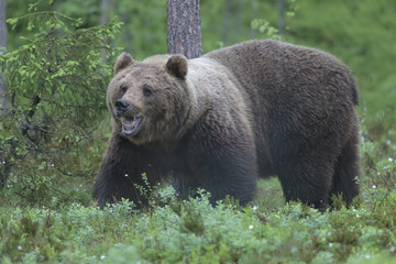 brown bear 17