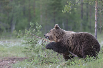 brown bear 15