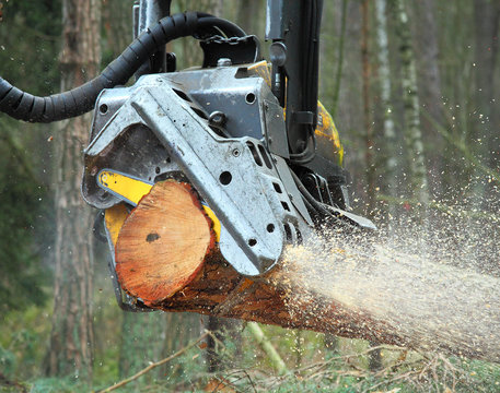 The harvester working in a forest. Harvest of timber. Firewood as a renewable energy source. Agriculture and forestry theme. 