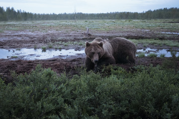 brown bear 14