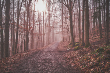 Waldweg im Nebel 