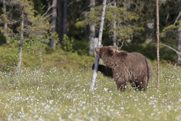 brown bear 11