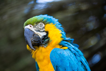 Parrot portrait of bird. Wildlife scene from tropic nature.