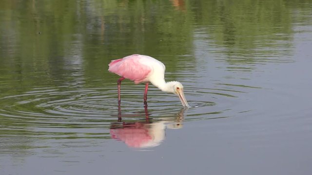 Roseate Spoonbill feeding in the pond