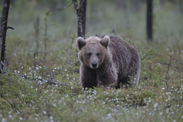 Fototapeta na wymiar brown bear 10