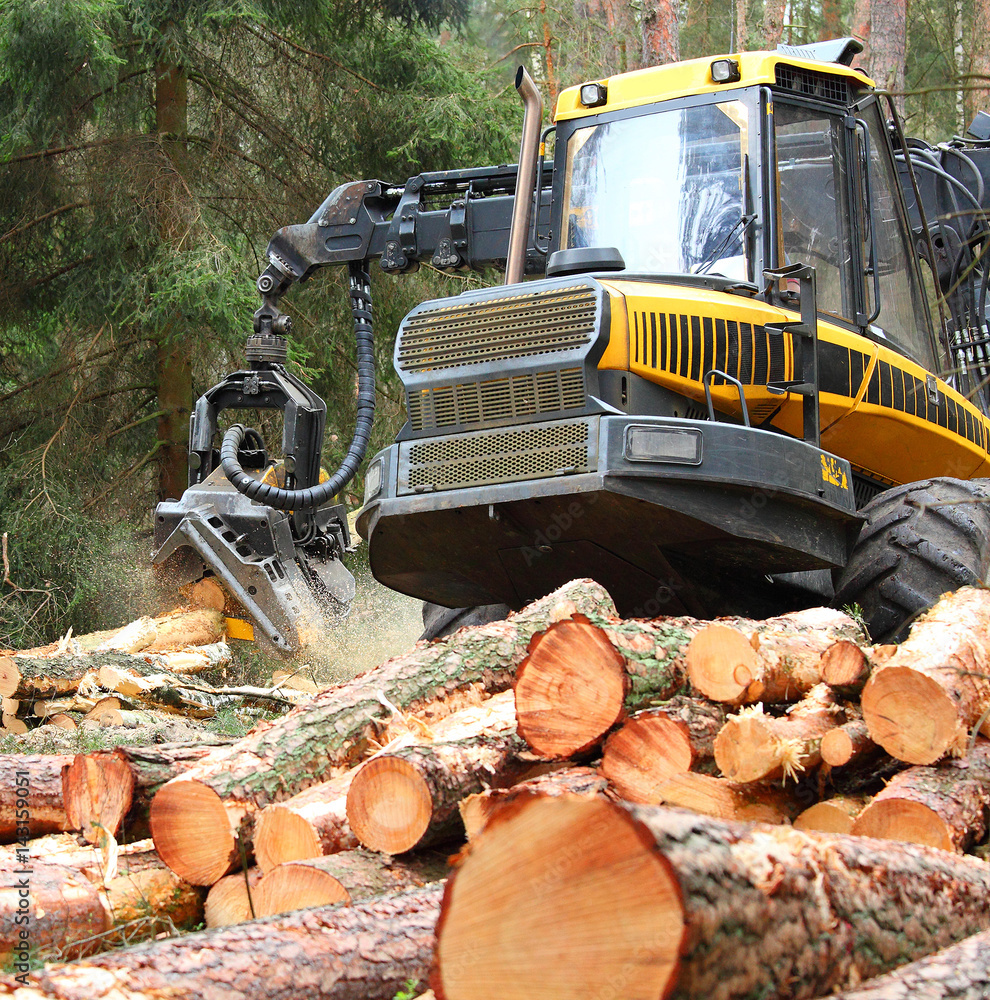 Wall mural The harvester working in a forest. Harvest of timber. Firewood as a renewable energy source. Agriculture and forestry theme. 