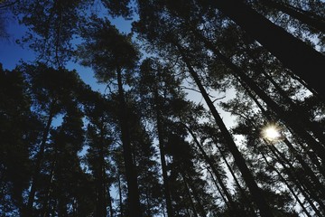 tree forest sky trees nature