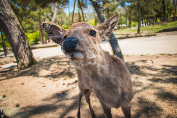 Naklejka na ściany i meble A close-up photo of a friendly deer in Nara, Japan