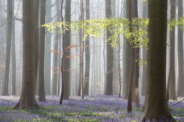 First green leafs in misty spring beech forest. Tree trunks and violet blue bluebell flower carpet.