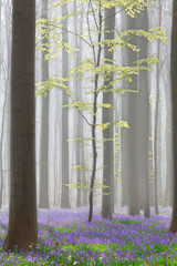 Hallerbos beech forest with bluebells