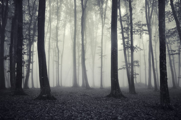 Fototapeta premium misty woods background