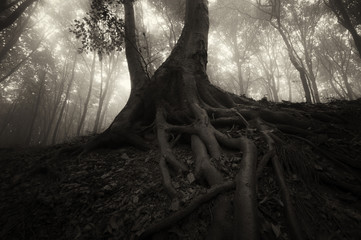 dark scary forest landscape with tree roots and fog