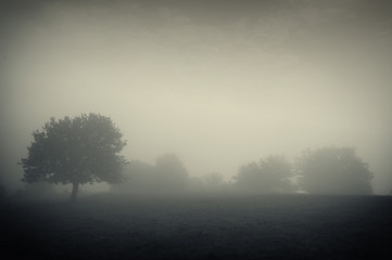 Fototapeta na wymiar trees in fog gloomy scenery