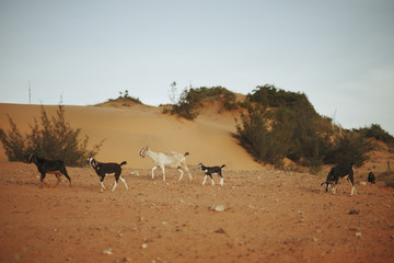 Fototapeta na wymiar goats graze in Red Sand Dunes in Mui Ne, Phan Thiet, Vietnam. Popular tourist attraction