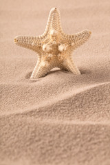 Fototapeta na wymiar starfish standing in sand of beach. Consept for summer holiday or vacation.