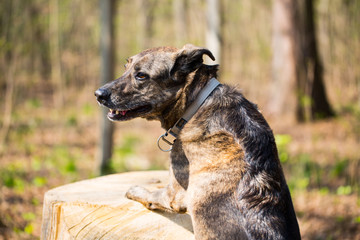 Hund steht mit den Vorderpfoten auf Baumstumpf