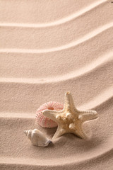Fototapeta na wymiar sea shell starfish and urchin on rippled beach sand.