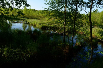Fototapeta na wymiar Forest river inaccessible terrain in beaver dams