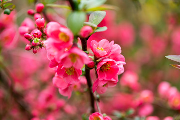 Naklejka na ściany i meble Cherry blossom in spring for background.