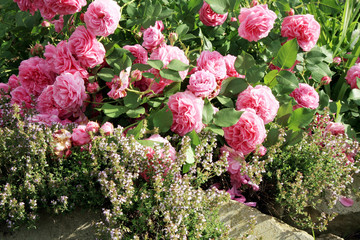 Blossom of the historic pink rose Louise Odier, bourbon rose with thyme in the summer garden. 