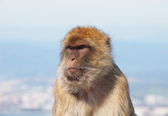 Barbary macaques in Gibraltar - Europe