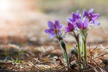 Beautiful purple pasque flower in sunlight