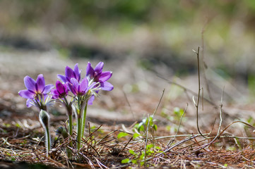 Beautiful purple pasque flower in sunlight