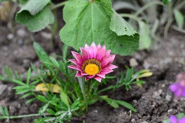 Colorful flowers in the a lovely garden of  country house