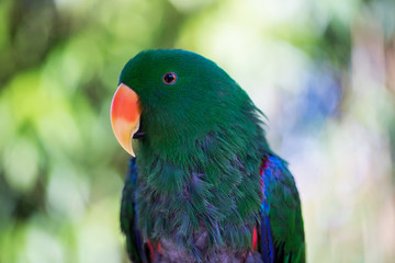 Parrot portrait of bird. Wildlife scene from tropic nature.
