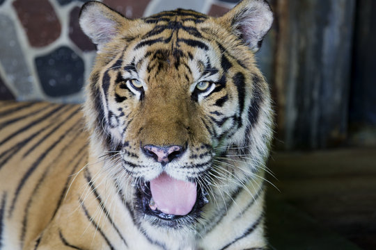 close up tiger head yawning