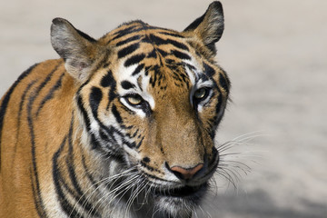 close up tiger head