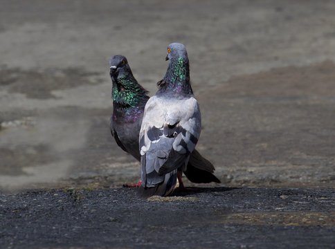 two pigeons on the street