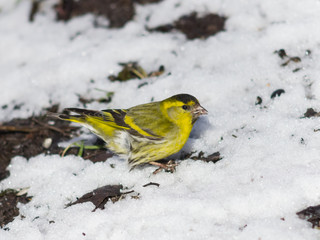 Male of Eurasian Siskin, Carduelis spinus, on dirty ground with snow close-up portrait, selective focus, shallow DOF