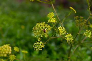 Biene auf gelber Blume