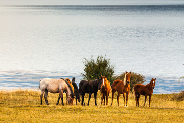 Seven horses by the lake