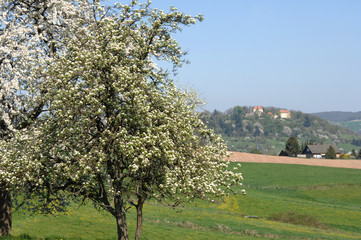 Fototapeta na wymiar Frühling und Baumblüte im Odenwald