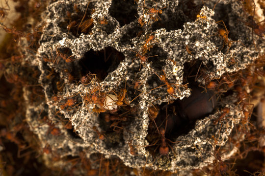 Ants in the underground nest.